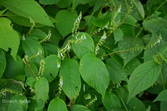 Rhynchoglossum obliquum